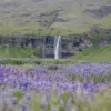 Seljandfoss and bluebells wall art Photographie fine art cascade Seljalandsfoss Islande clochettes bleues sauvages édition limitée tableau paysage nordique