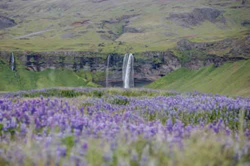 Seljandfoss and bluebells wall art Photographie fine art cascade Seljalandsfoss Islande clochettes bleues sauvages édition limitée tableau paysage nordique
