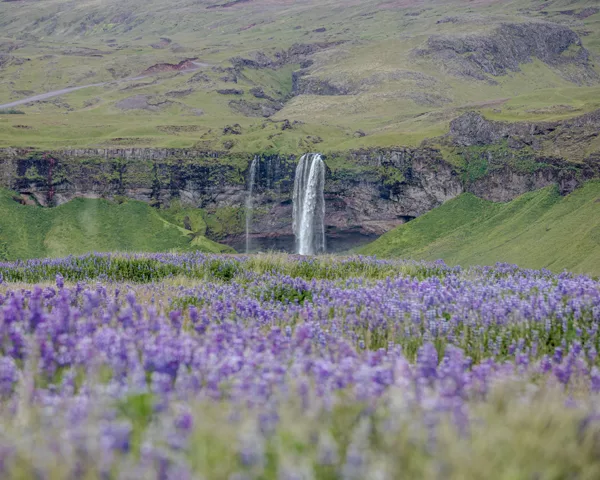 Seljandfoss and bluebells wall art Photographie fine art cascade Seljalandsfoss Islande clochettes bleues sauvages édition limitée tableau paysage nordique