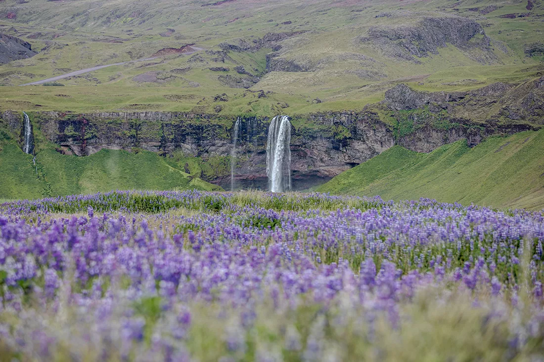 Photographie fine art cascade Seljalandsfoss Islande clochettes bleues sauvages édition limitée tableau paysage nordique